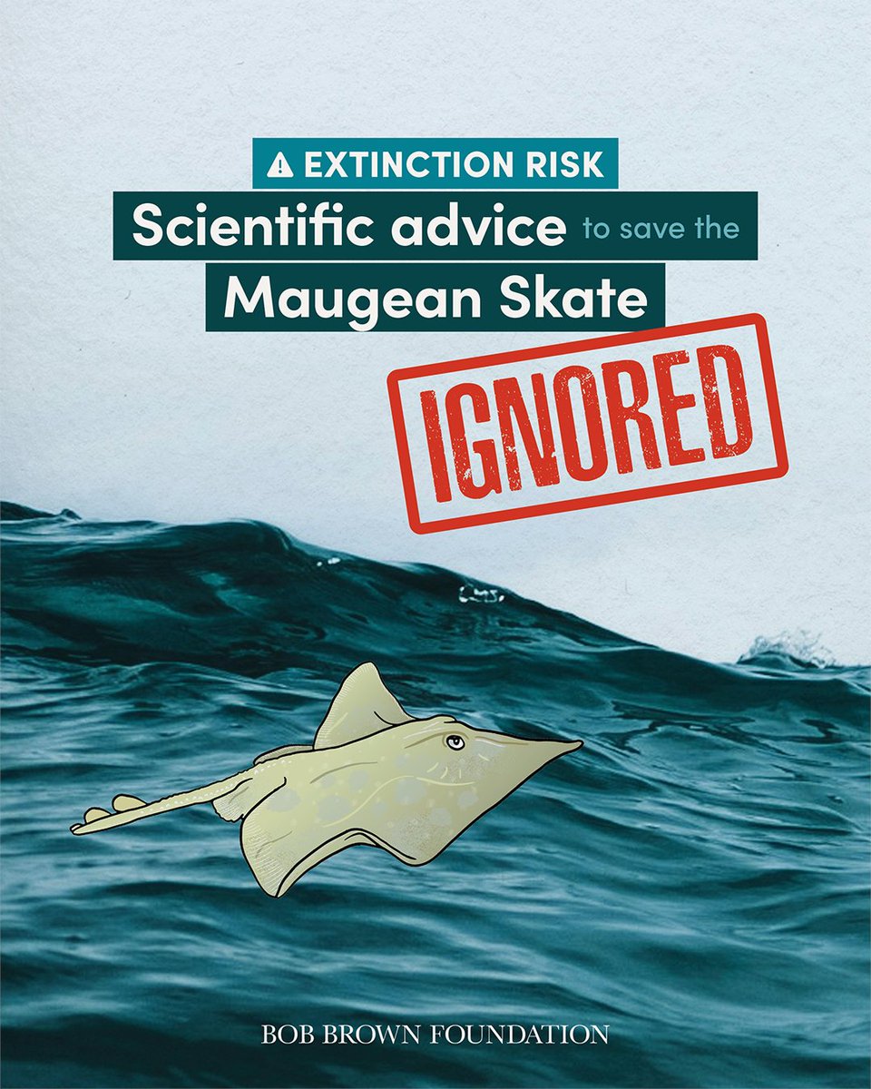 Today marks the 1-year anniversary of @IMASUTAS emergency report on the plight of the endangered Maugean Skate & still there has been no real action to save it. @tanya_plibersek must act now to save this species by removing toxic fish farms from Macquarie Harbour. #politas