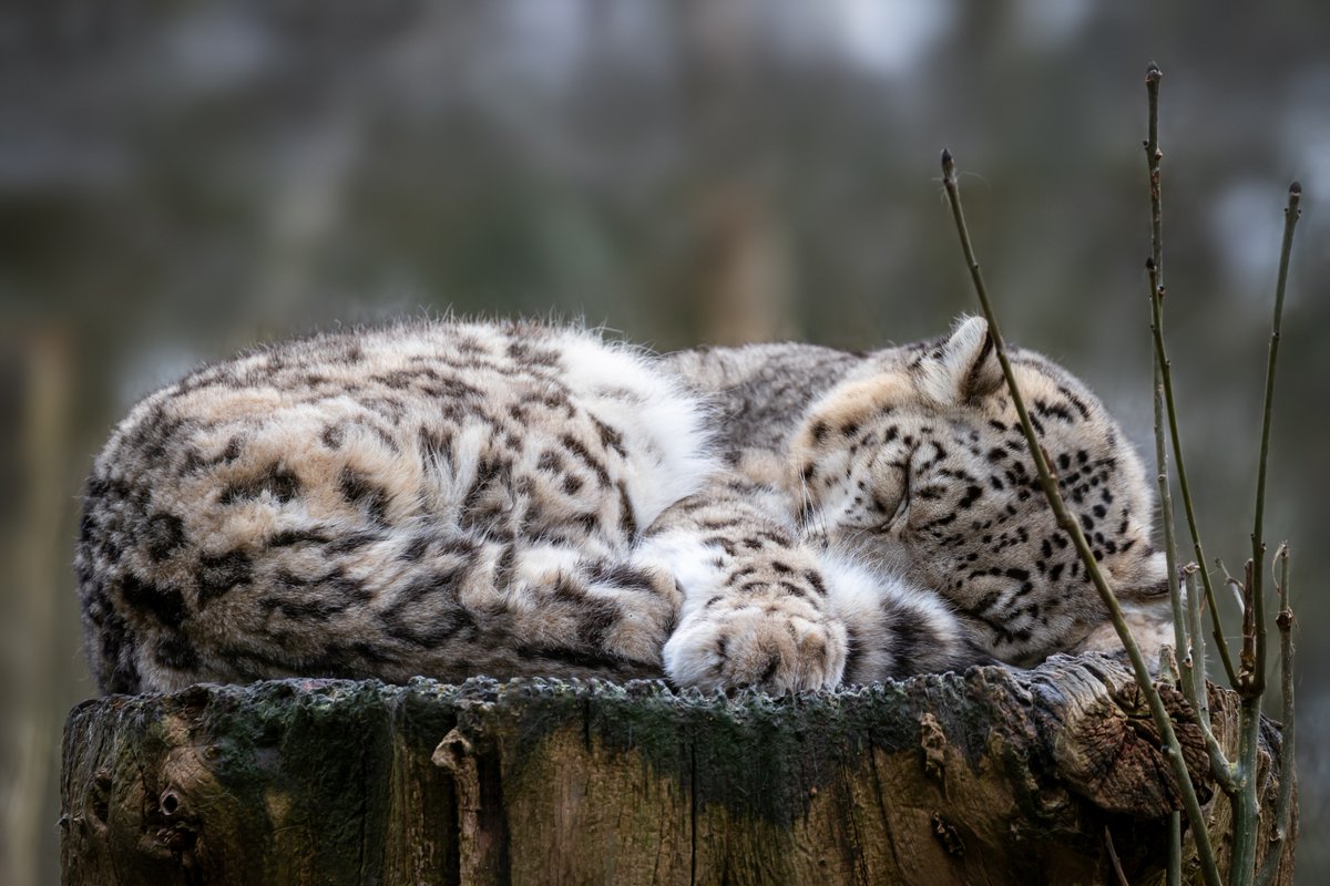 Fun fact: 

When #SnowLeopards catch some sleep, they tend to use their tail to cover their face for some additional warmth