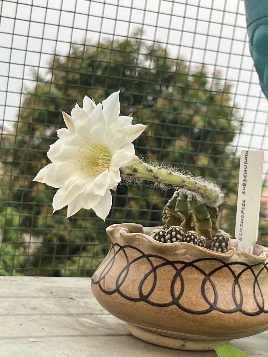 Happiness ❤️ Echinopsis Subdenudata