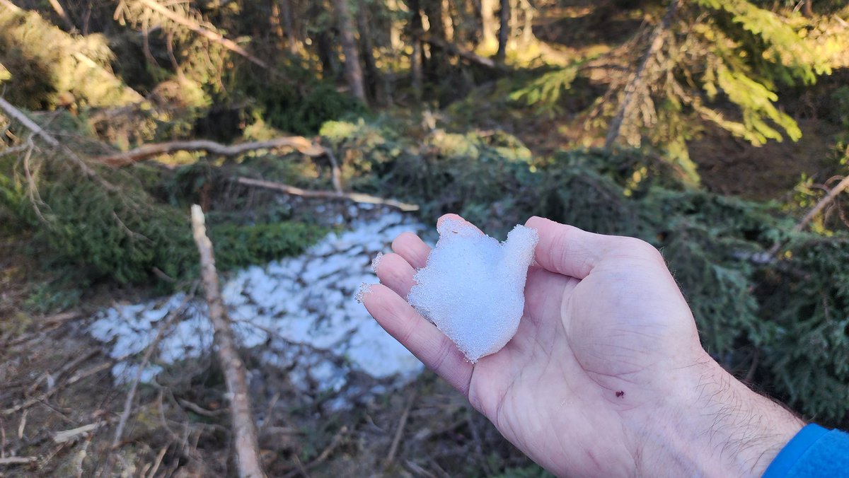 One of the last remaining piles of snow in the forest. DM for interviews.