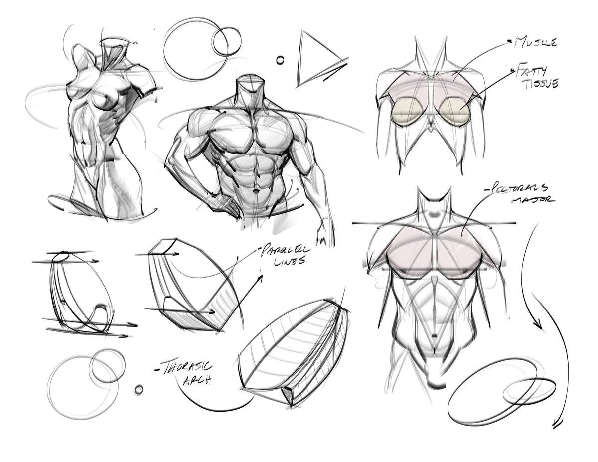 Anatomy torso sketches! #anatomy #torso #humananatomy #sketches #doodles #lineart #muscles #art #chest #abs #gottogetbetter #drawing #ribcage #constructiondrawing