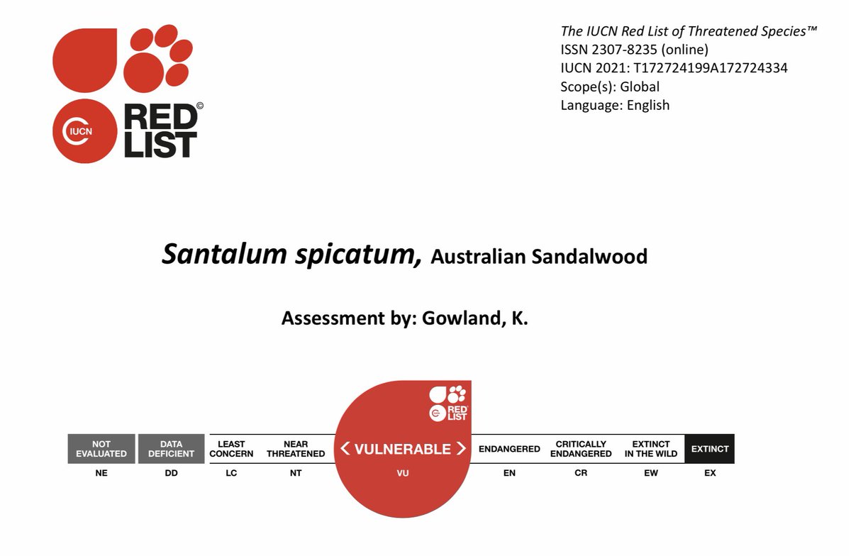 Over the border, in West Australia, Santalum spicatum is considered “a forest product” by the WA Government. Despite its global listing as a threatened species, the WA government’s forestry department still kills tens of thousands of old-growth, 100-200 year-old sandalwood trees.