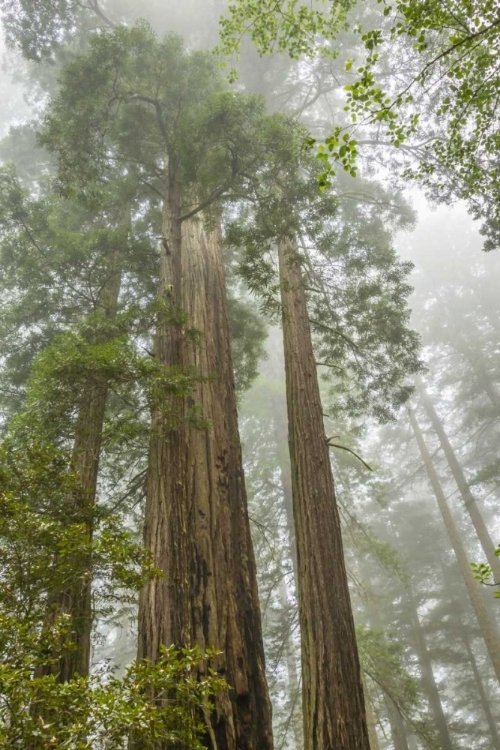 The Redwoods are a remnant of the prediluvial world. They depend upon the fog of the sea, a recreation of Firmament conditions, to grow and thrive.