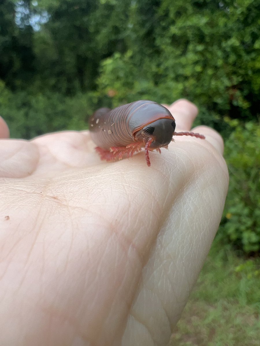 Did you know sometimes, when the vibes are right, you can go outside and just pick up the cutest fucking thing you’ve ever seen