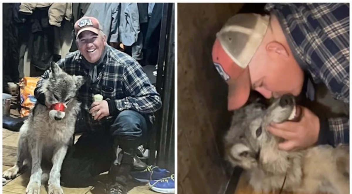 @relistwolves Yet this is how it works out for wolves when management authority is remanded to the states: 

#CodyRoberts #AnimalCruelty #WyomingCondonesWildlifeTorture