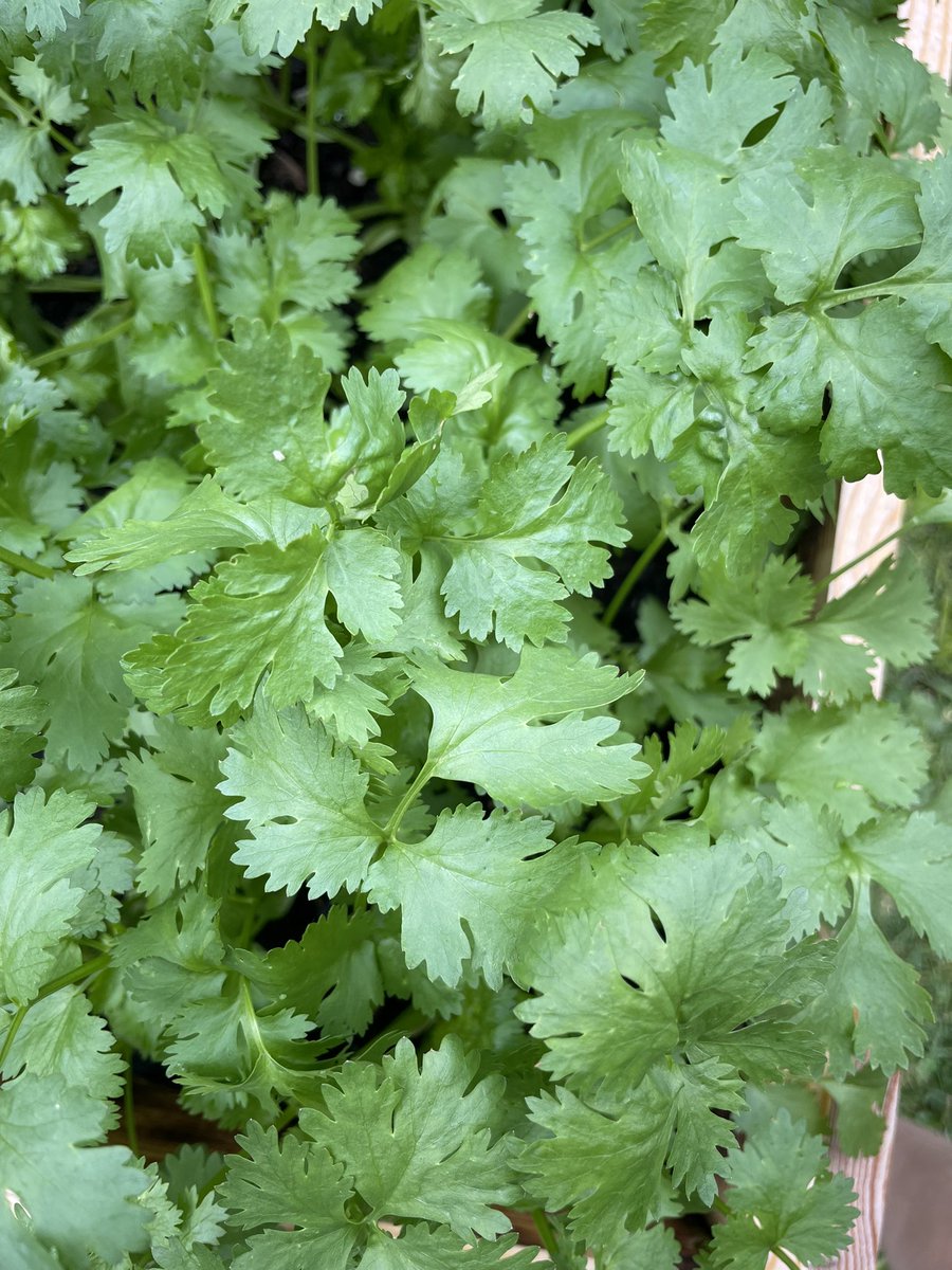 I grew this cilantro from seed and it has the biggest most beautiful leaves I’ve ever seen. Anyway it’s been turned into salsa now.