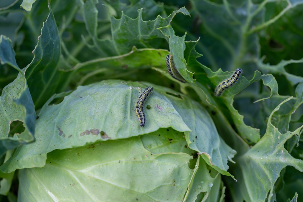 🍉🐛 Get the scoop on #MelonSeason! Dr. John Palumbo's latest trials on caterpillar larvae control are in. Check out his recommendations here: buff.ly/3yoj7xK #PestControl