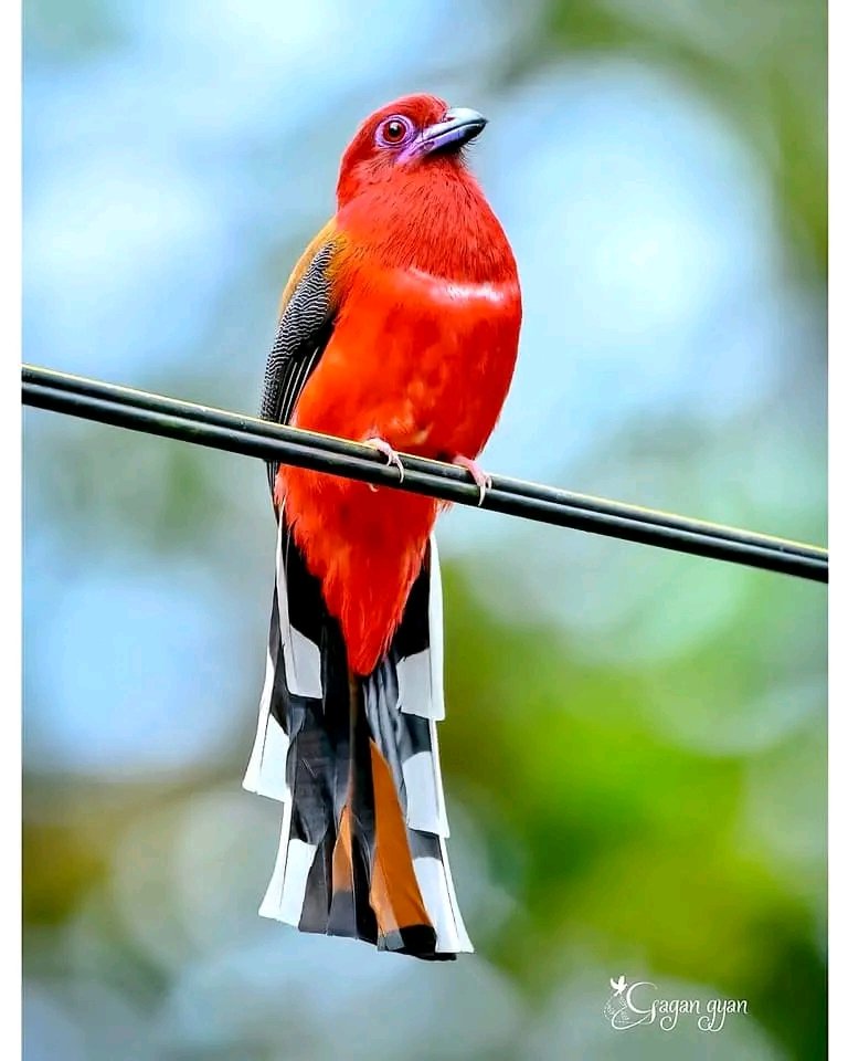 Red headed trogon 🇲🇾 🎥 Gagan Gyan ©️ #malaysia #photography #nature #birds