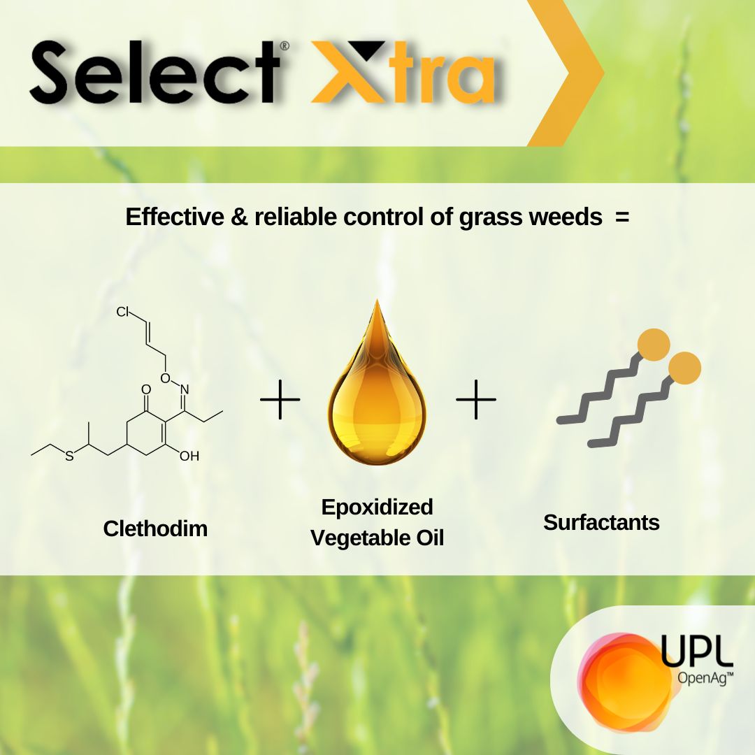 UPLAUSLtd's tweet image. 🌾Select® Xtra tackles serious #ryegrass &amp;amp; grass weeds 🌱High load formulation with more surfactants improves spraying quality &amp;amp; clethodim performance. Handle less + save on volume, storage &amp;amp; transport 🚜
Learn more 👉 bit.ly/SelectXtra
#UPL #OpenAg #SelectXtra
