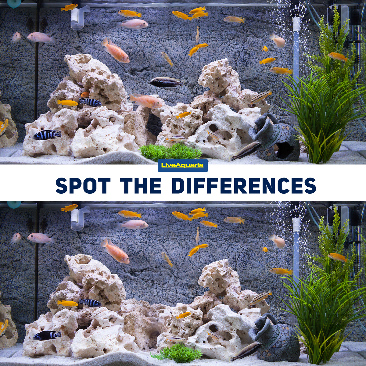 Can you spot the subtle differences between these two seemingly identical fish tanks?
Let us know how many you can find in the comments below!

#Aquarium #AquariumLife #AquariumHobby #LiveAquaria #SpottheDifference