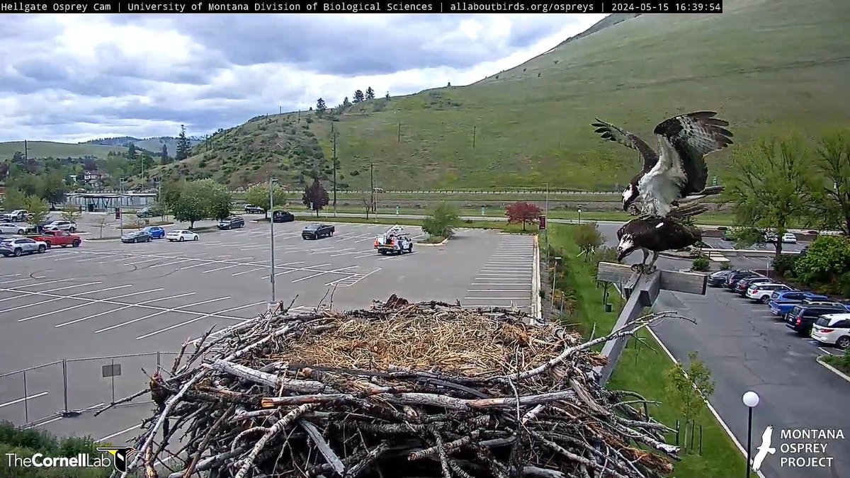 16:38, 5/15 NG gets some extra incubation time when Iris goes to the perch after returning to the nest. However, NG has a different idea. A mating attempt and off he flies. #HellgateOsprey