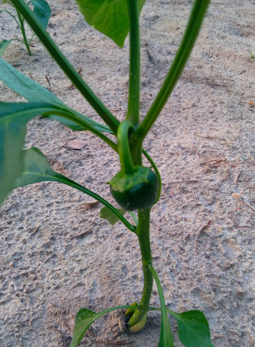 First bell pepper of the season coming in. #bellpepper #gardening #garden2024 #growyourownfood