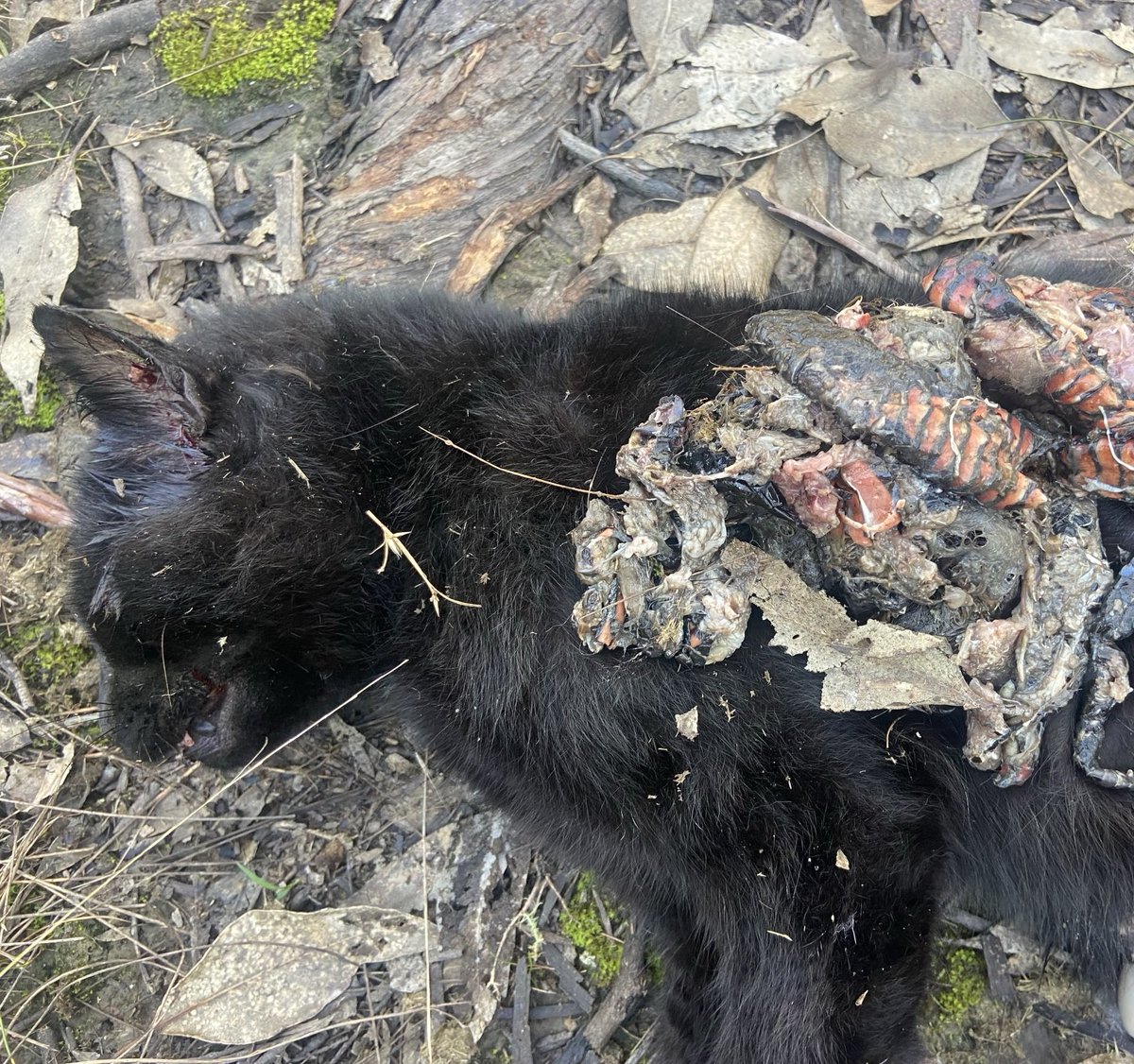 Picked up another #feralcat this morning. 4.5kg male. Red-bellied black snake 🐍 Bird feet, rodent and lizards in its stomach 😡