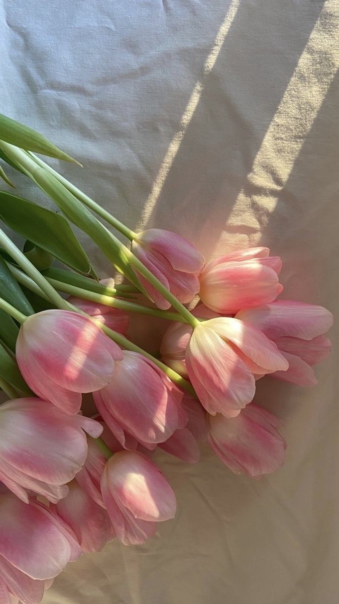 pink tulips