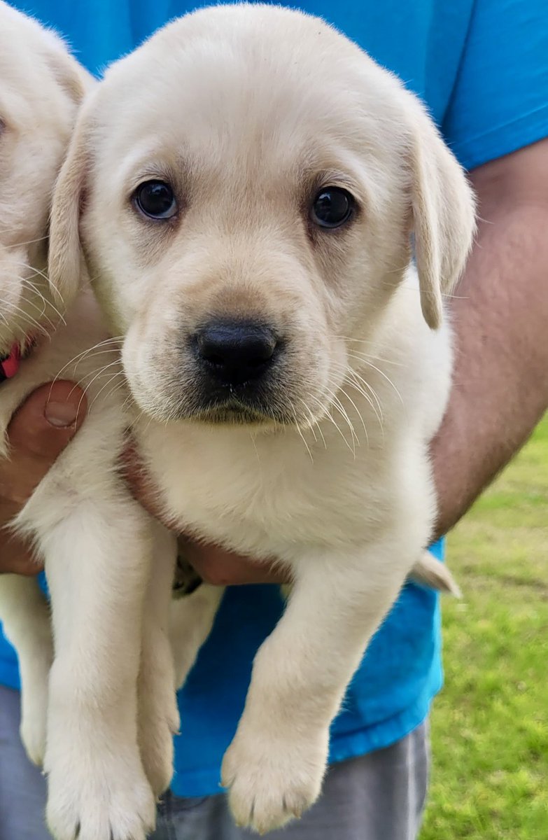 Next week I will be going to pick up this Princess. She will be going to a local department here in south Florida to become a therapy dog for their members and communities they service. Together we can make a difference one paw at a time. #firstresponderspack #labpuppy
