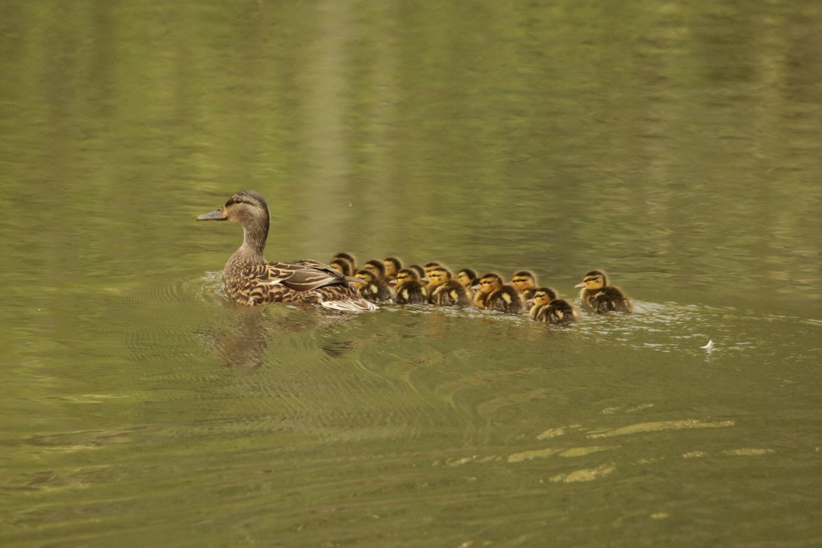 The 2024 City Nature Challenge results are in, and they are impressive! The Seattle-Tacoma area broke our region's records for the number of participants, observations, and species identified, with observations up 63% from last year. (1/2)