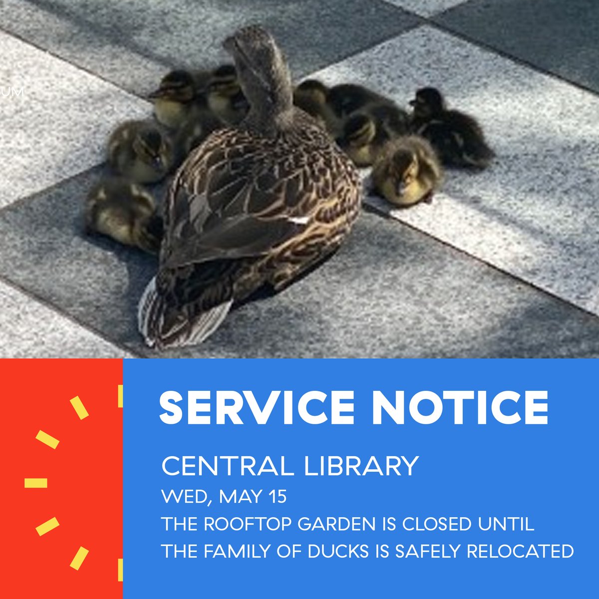 SERVICE NOTICE: Central Library's rooftop garden will be closed until the family of ducks is safely relocated. We apologize for any inconvenience.