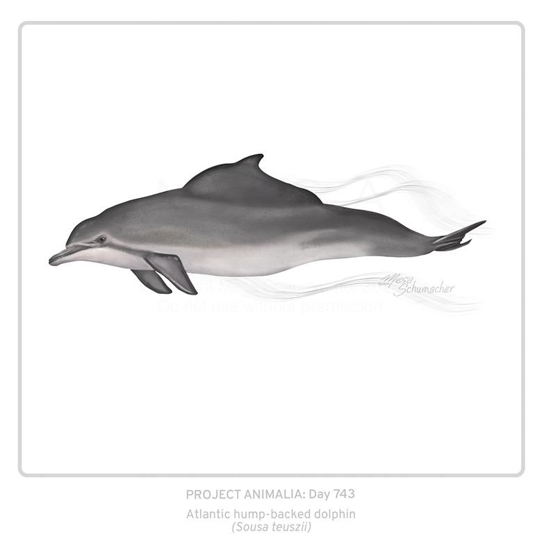 Project Animalia #743 
Atlantic hump-backed dolphin (Sousa teuszii)    

The hump?  It's an accumulation of connective tissue that grows as they age.

#sciart #bioart #wildlifeart #animalart #natureart #animallover #medart #dolphin #dailyart