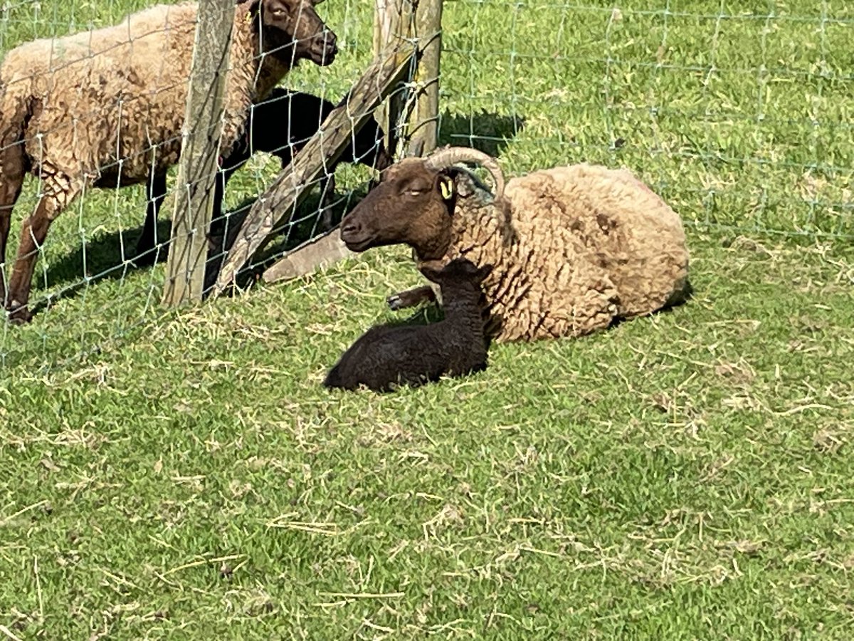 Lambing has now ended - the last ewe to lamb had a lovely sturdy little ewe lamb. Despite the difficulties with all the rain in April it has been a good lambing & we only ended up with one bottle fed lamb #manxloaghtan #rarebreed #nativebreed #lambing #farming #isleofman