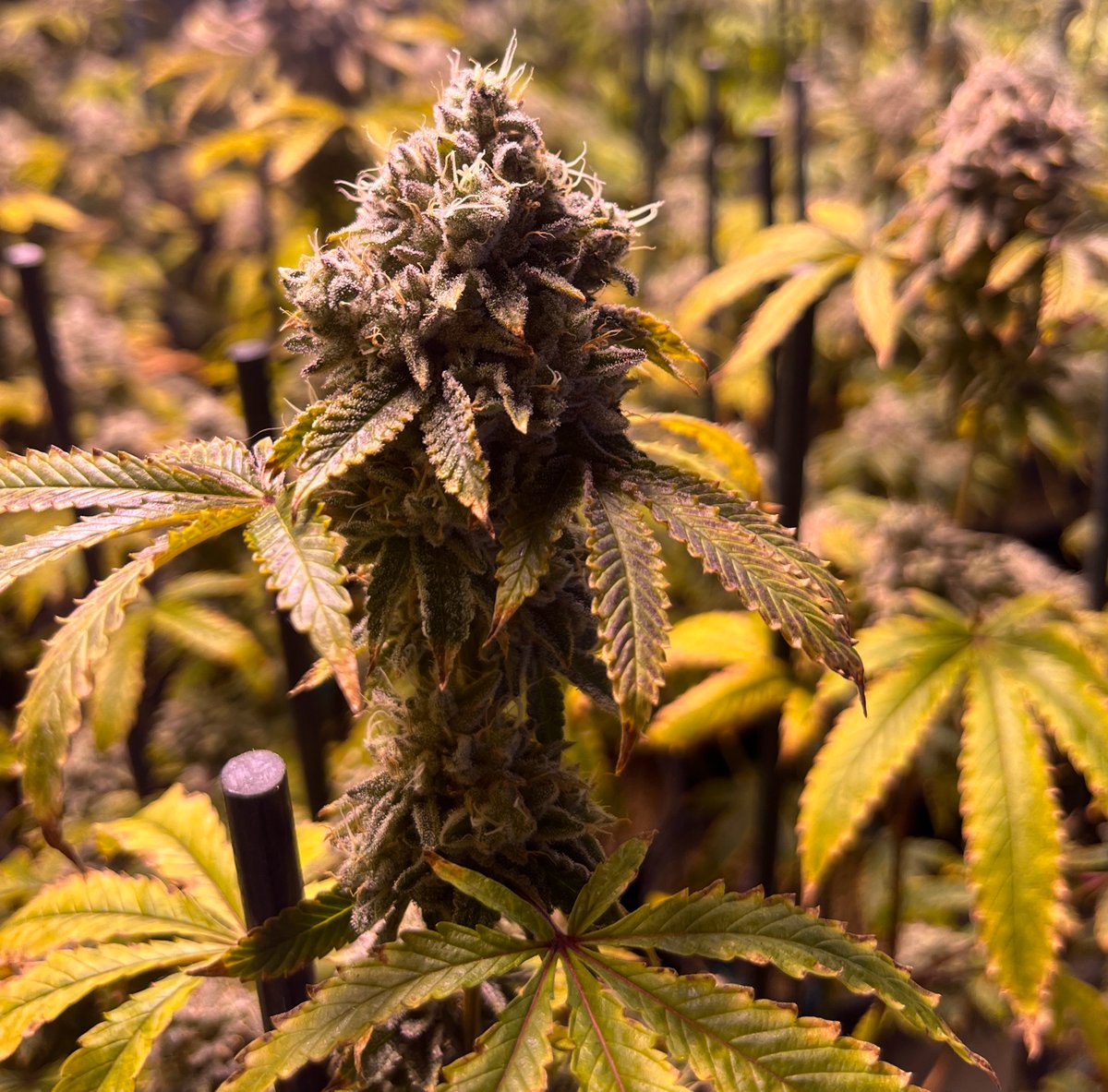 coloweedery's tweet photo. Gary Payton, on the vine.
β οΈ21+ only
Hashtags go here:
#ColoradoWeedery #WeedFeed #CannabisCommunity #PicturesofWeed #Flowering #FourTwenty #Dispensary #CannabisStore #CannabisShop #CannabisStrains #Indica #Sativa #Hybrid #THC #CBD https://t.co/VMMPWFp5Uz