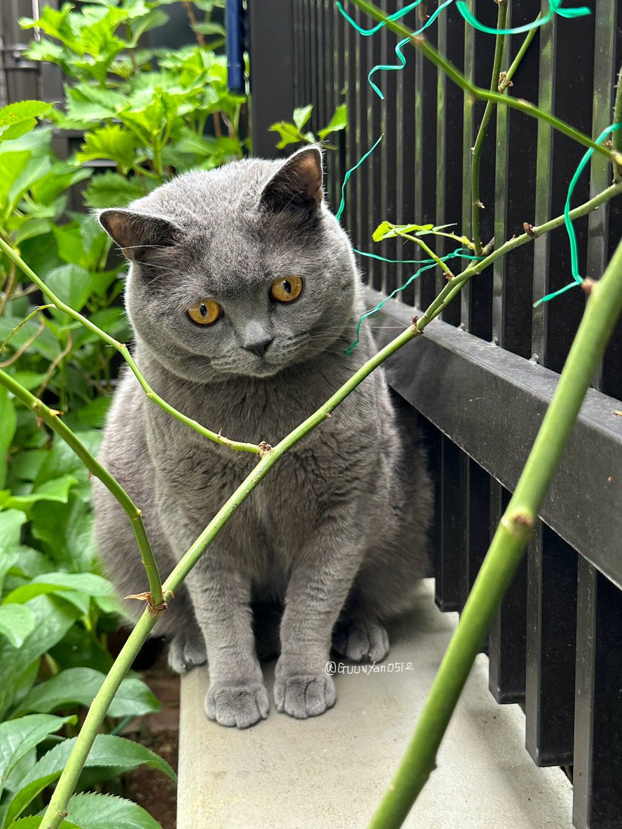 雨上がりの朝の空気 一杯吸って ちょこん。 　　　　　いってきます #ブリテｨッシュショートヘア #グレチョコットニワ🪴 #オハヨｲｯﾃｷﾏｽ