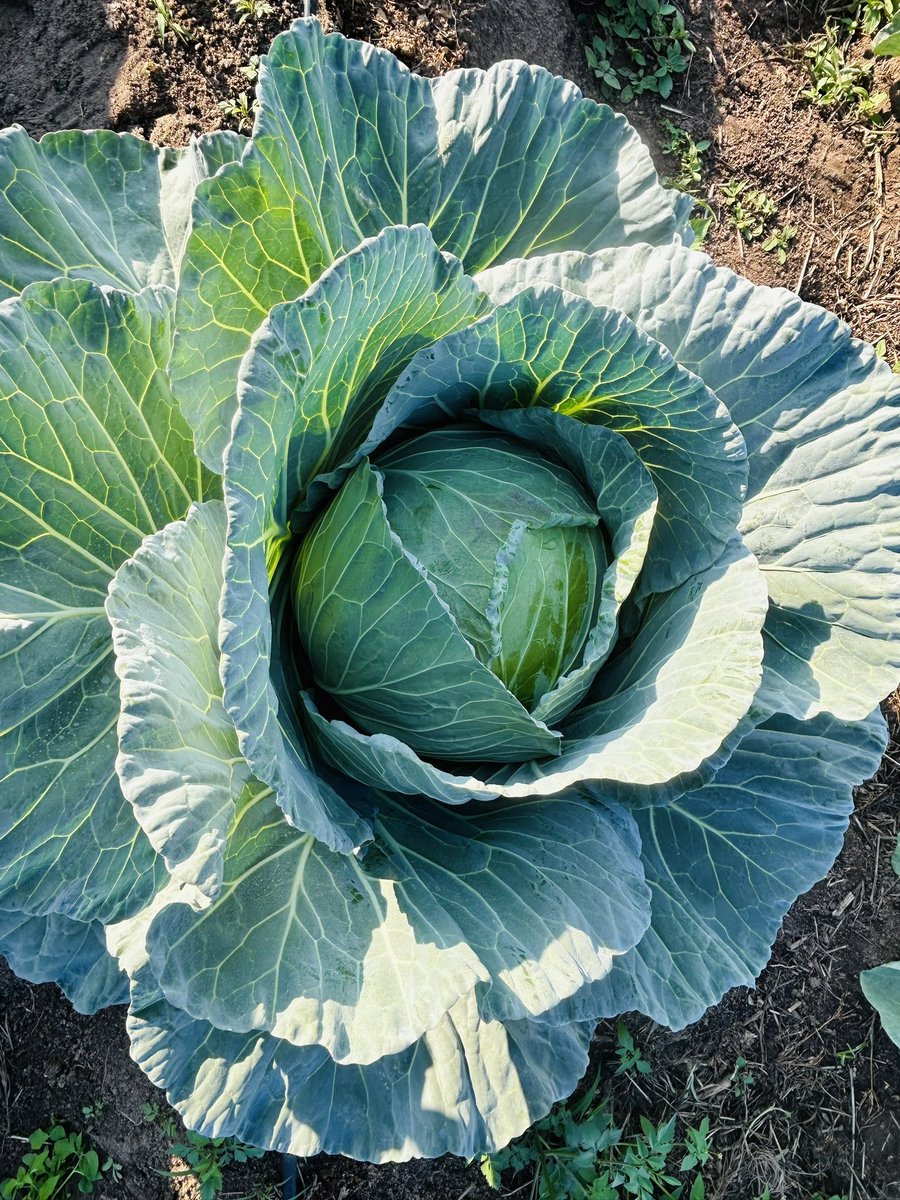 June we are harvesting The secret is one:Cabbage requires enough irrigation and nutrients My very own crafted spraying and fertiliser program It all started from backyard garden 10Years ago,today 10Years later we producing massive quality and quantities Count yo blessings 1by1