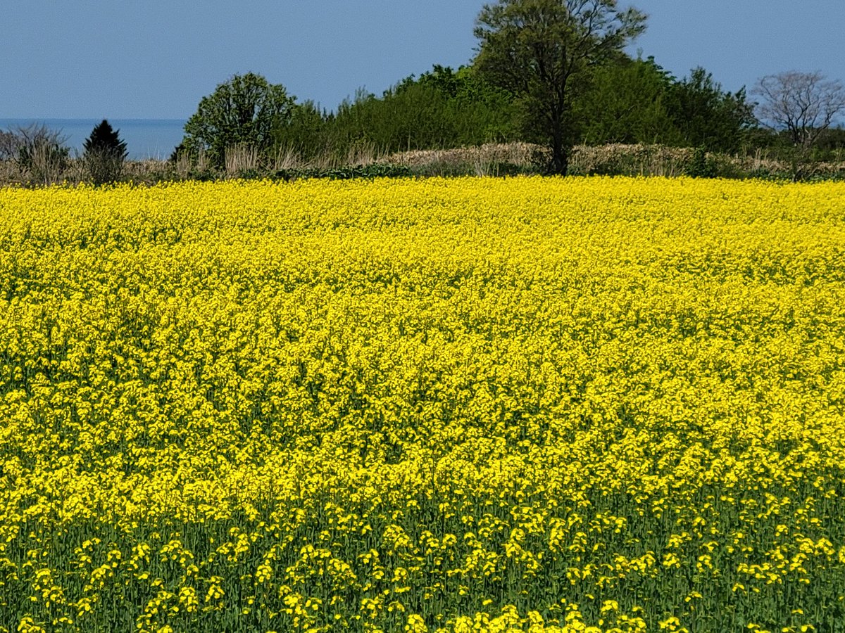 fulltimegoing's tweet photo. 石狩方面の菜の花畑 綺麗にしか見えませんが農家の方々の大切な収入源なんですよね🤔道路脇からパシャリ📸 https://t.co/Unj74tJSI6