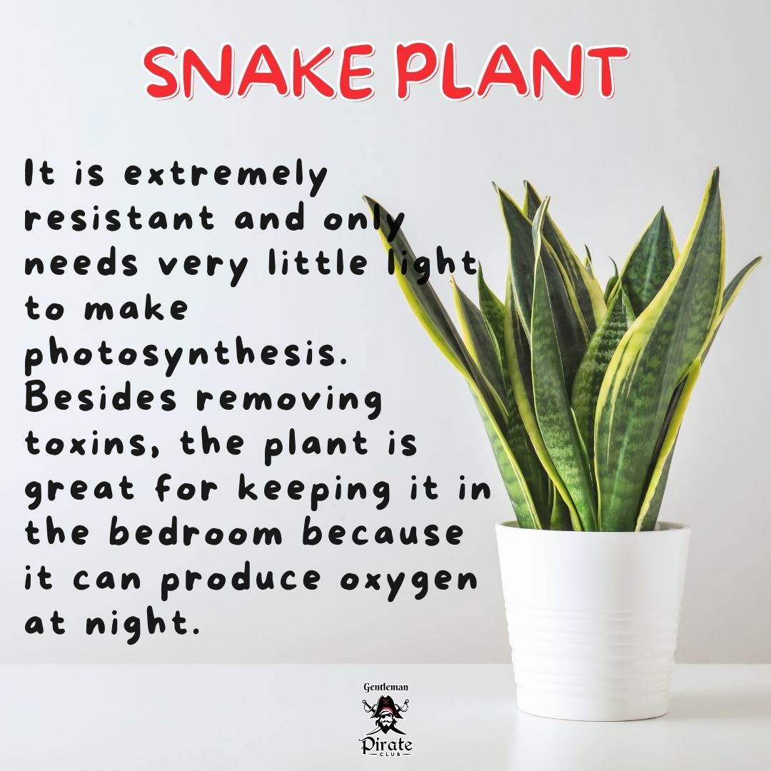 Snake plants benefit.

#gentlemanpirateclub #healthytips #naturaltips #removetoxins