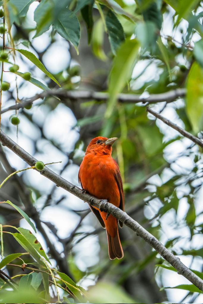 Did you know the Summer Tanager is the only completely red songbird in North America? This little guy is a true stunner! #nature #Birding #photography