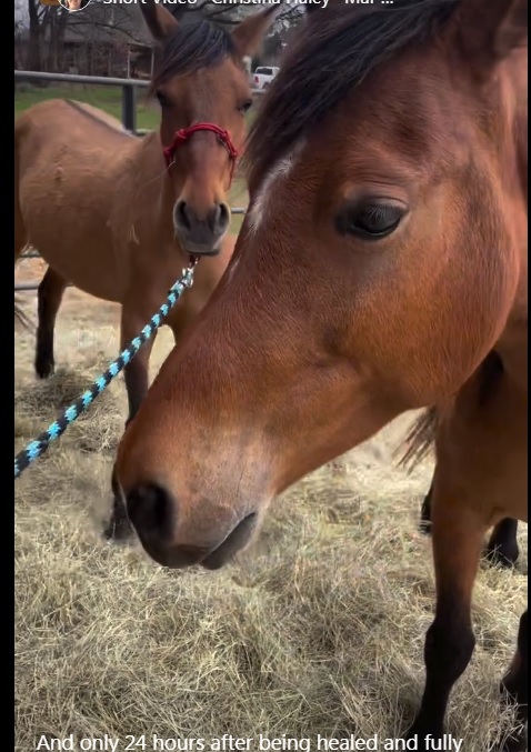 I am at a loss Twitter is hiding me so donations are few still need $1251.03 TODAY for KS board & OK foster care $450 for Cadbury to be castrated tomorrow & and haven't even asked for help with hay I am not sure how much longer we will last Very sad @X seems to hate #WildHorses &