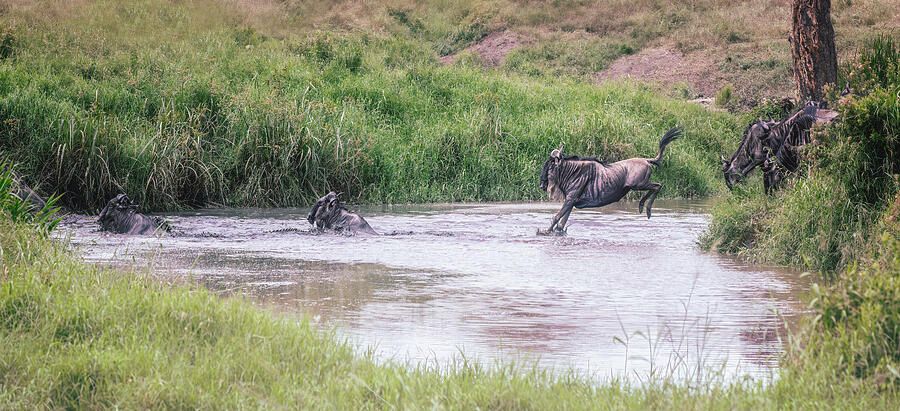 Wildebeest Migration River Crossing Tanzania Africa 3! buff.ly/4atQLQU #animals #africa #wildebeest #river #migration #animalphotography #naturephotography #nature #travel #travelphotography #AYearForArt #giftideas @joancarroll