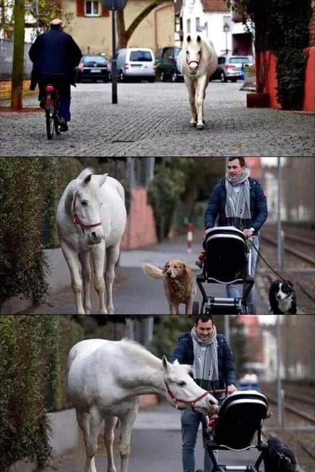 There's a horse named Jenny who takes a daily stroll alone through Frankfurt for 16 years.