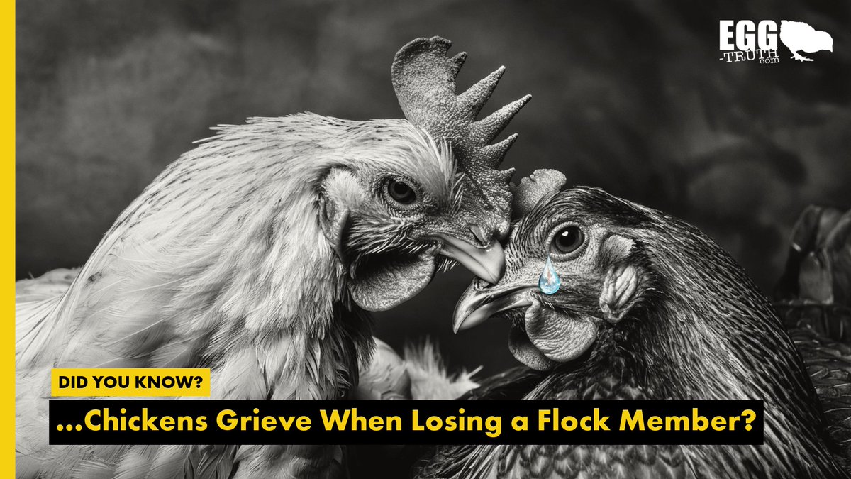 Did you know chickens grieve? 🐓💔 When a flock member dies, chickens seek solace in each other's company, express sorrow through mournful sounds, or may withdraw from the group. They honor departed members with mourning rituals, showing their deep emotional bonds. #eggtruth