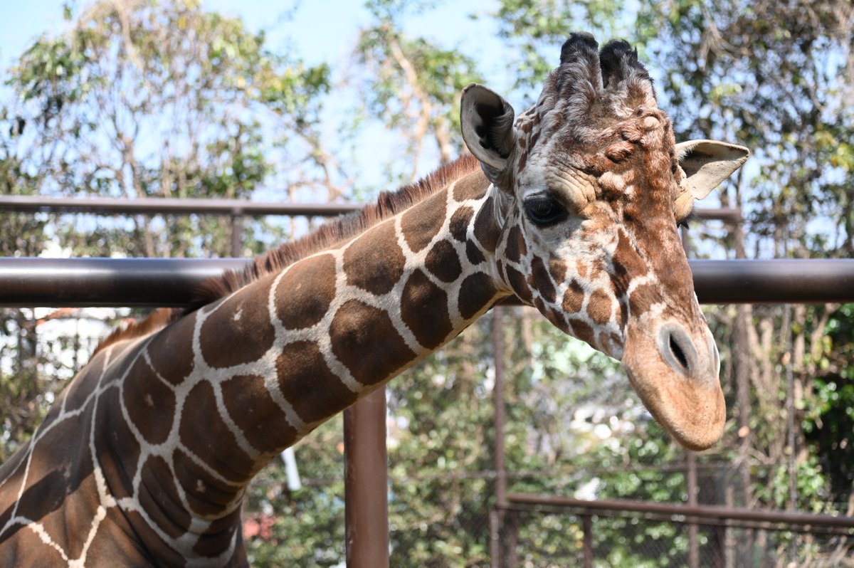 #野毛山動物園、#5月は毎日開園 です。 皆様のご来園を、#キリン「そら」のように首をながーーくしてお待ちしております。 #入園無料