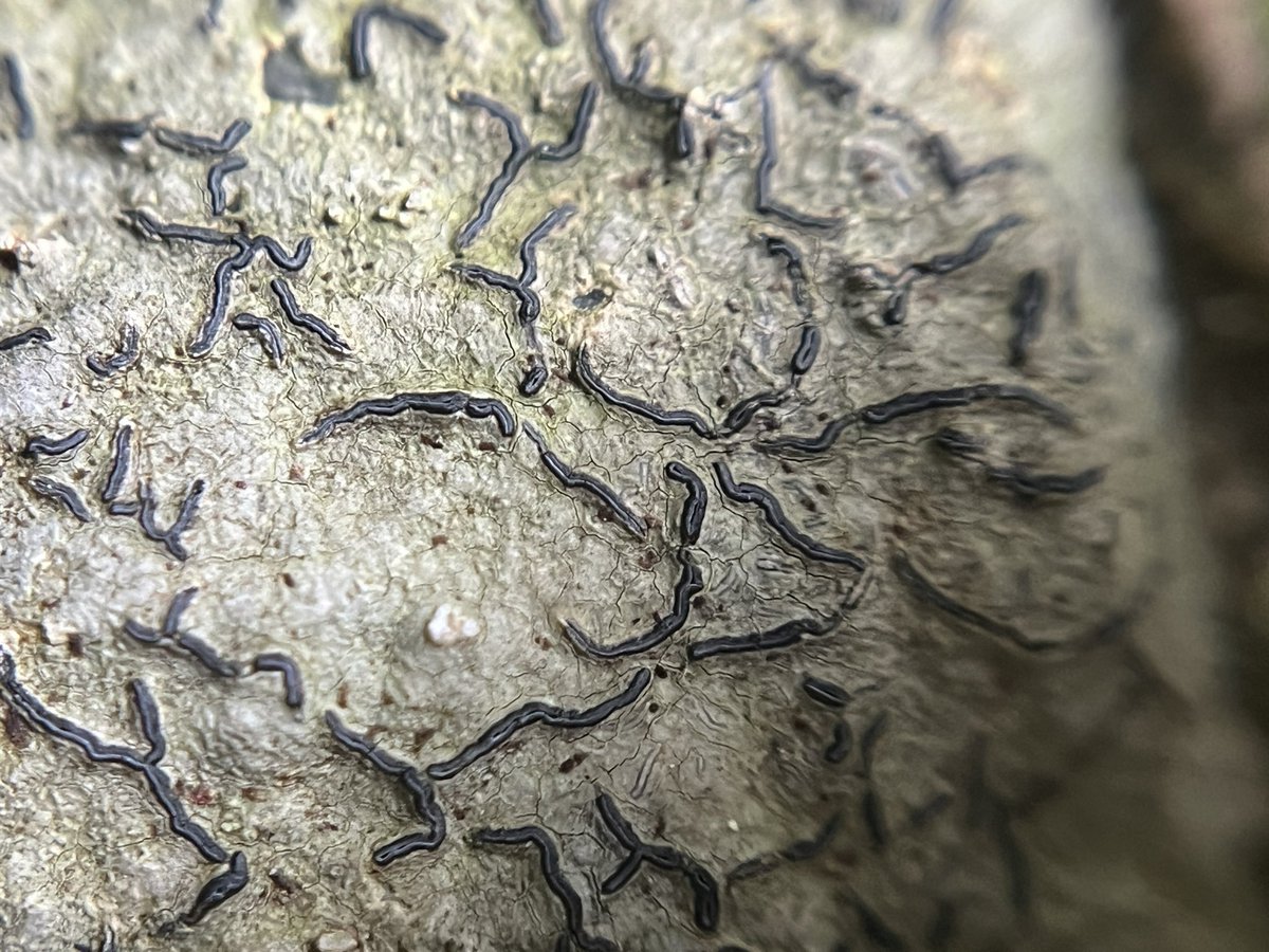 今日の  #地衣類   #lichen  四葉

岩上のモジゴケ

この方も探し始めて かれこれ4年
やっと見つけました。
嬉しいですヽ(；▽；)ノ