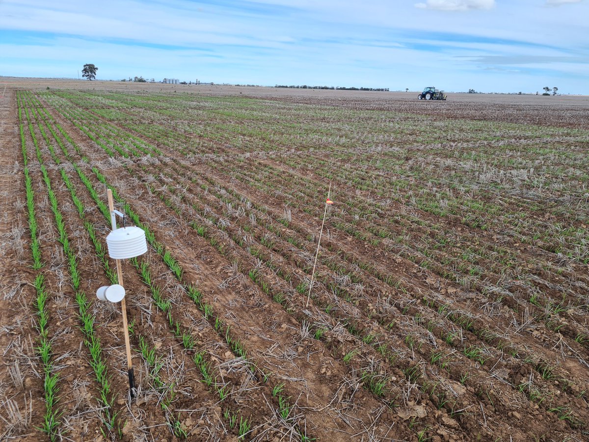 The 2024 @GRDC_NVT in SW QLD is progressing well at Roma, early wheats sown 30 April, the main wheats 15 May. Photo and trial managed by @kalyx_australia. For Southern QLD variety performance download the Southern QLD Harvest Report ▶️ bit.ly/42V6THt @GRDCNorth