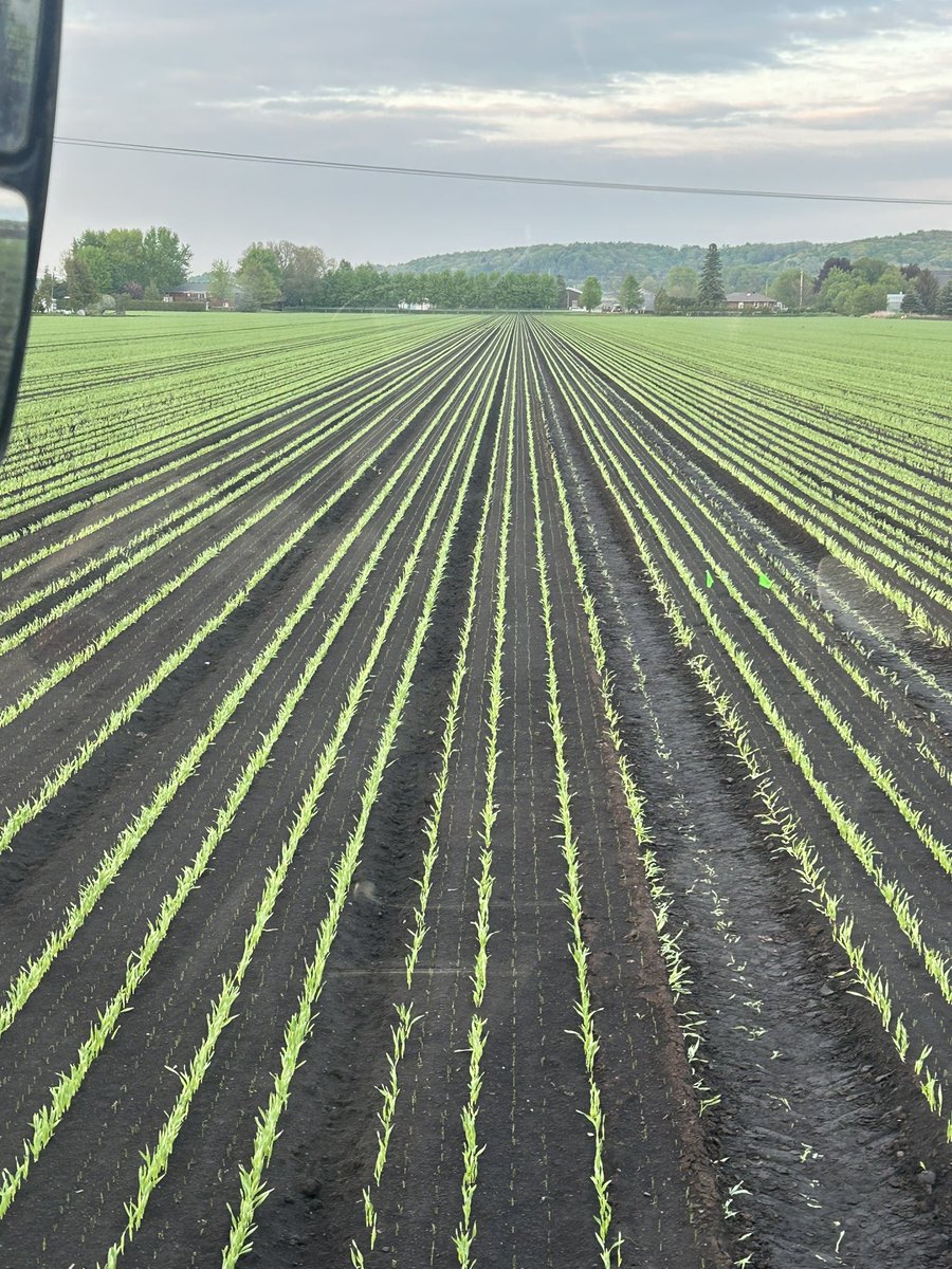 You can row the onions now. 🧅 great emergence. Barley is used as a cover crop/wind break, it’s later killed off when the onions get big enough