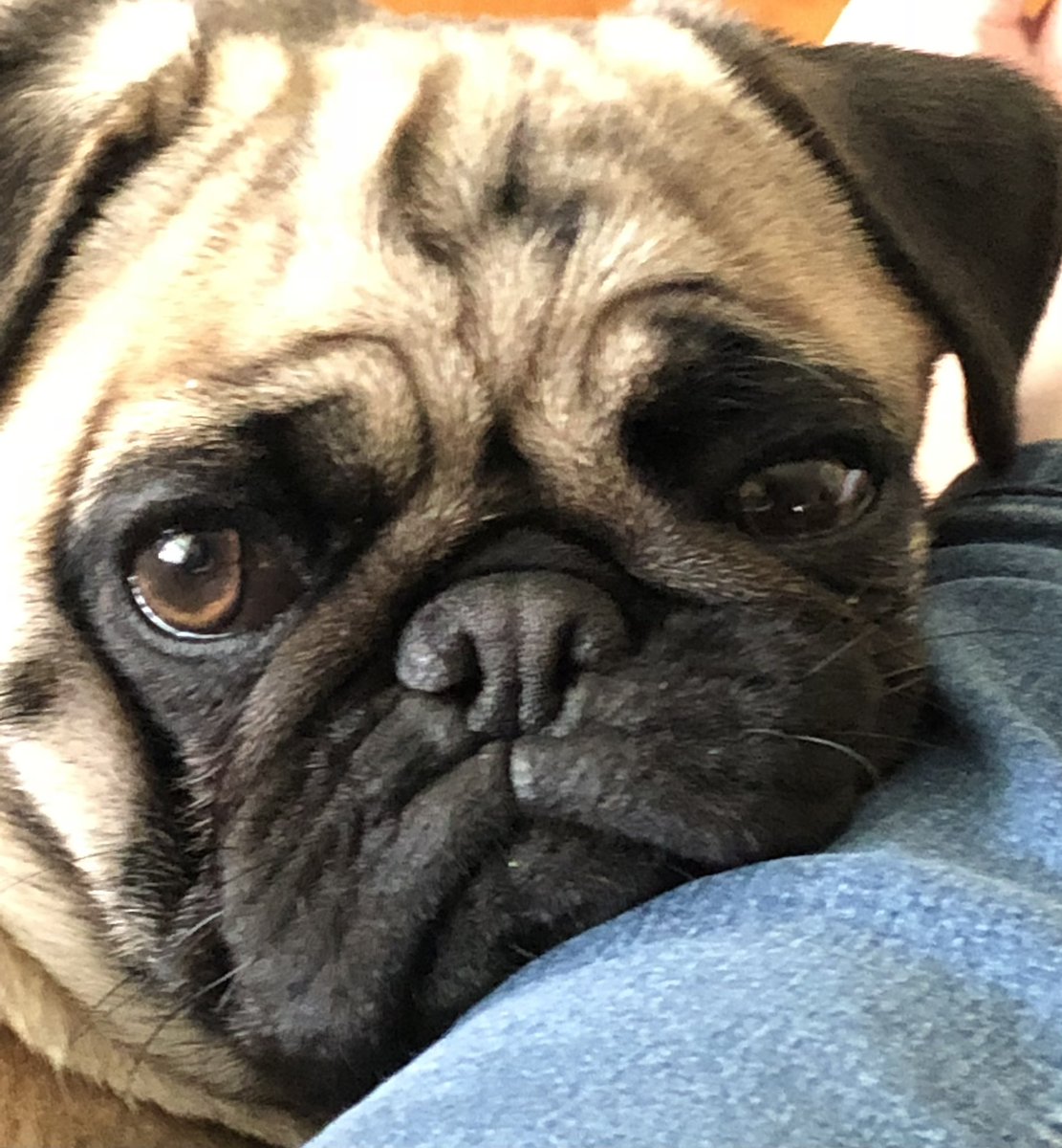SirSpencerPug's tweet image. #Bestathomecontest