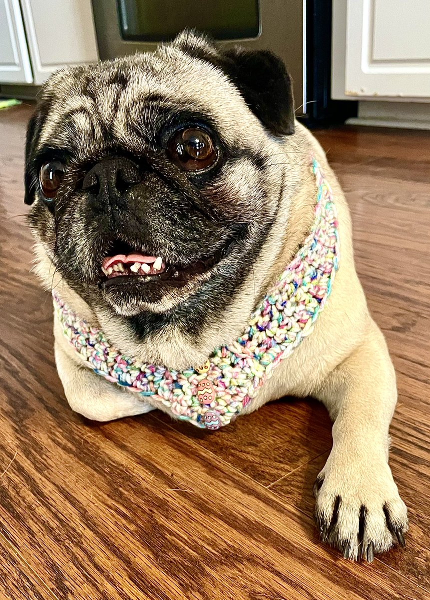 SirSpencerPug's tweet image. #Bestathomecontest