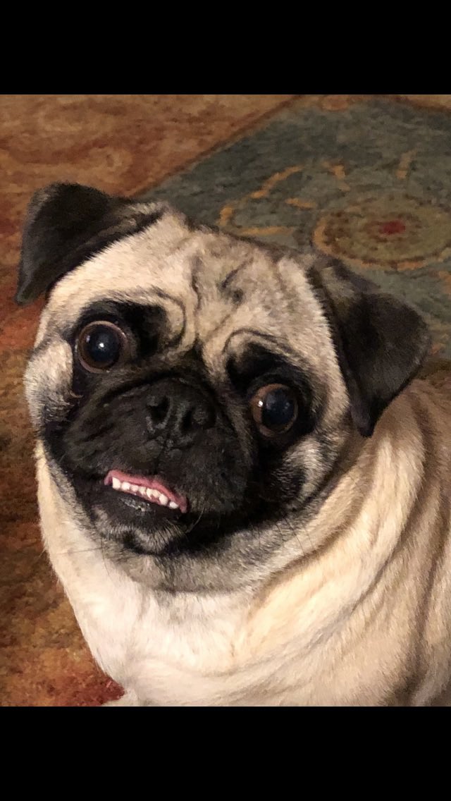 SirSpencerPug's tweet image. #Bestathomecontest