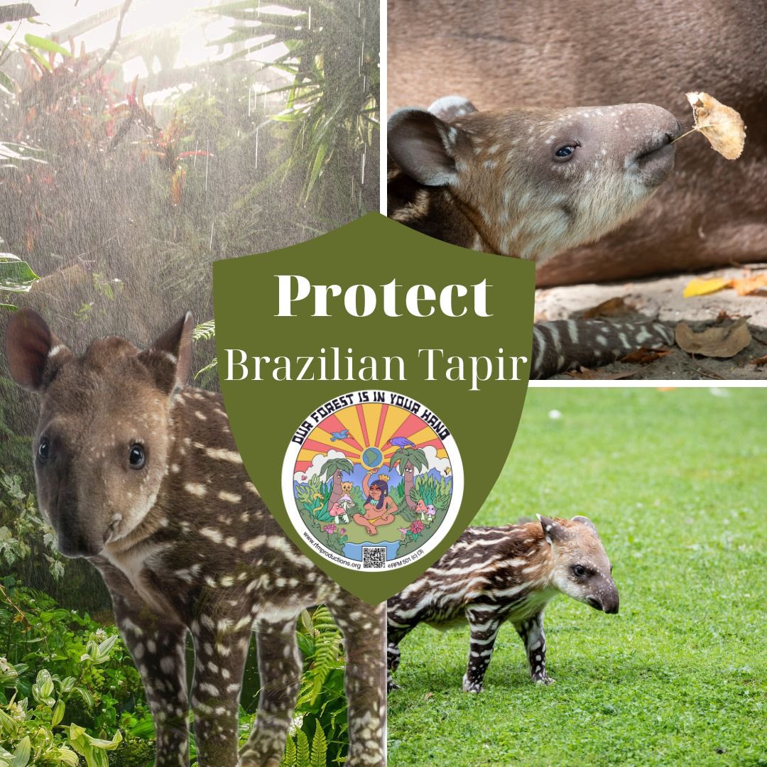 Urgent Call for Action! The Brazilian tapir, an iconic resident of the Amazon, is facing a critical threat. As deforestation ravage the Amazon. Join <a href="/RFM_Productions/">RFM Productions</a> to raise awareness, support conservation efforts, and join the fight to save the Brazilian tapir!
#SaveTheTapir