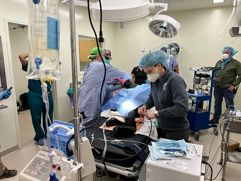 Gladys the gorilla is recovering behind the scenes @CincinnatiZoo after undergoing surgery in collaboration with top surgeons from @CincyChildrens and anesthesiologists from @uofcincy College of Medicine to repair a broken humerus. 🦍 Read more in Connect: bit.ly/3WHtpD4