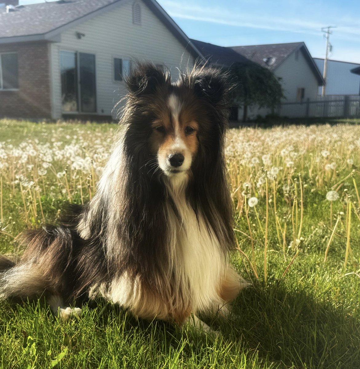 #PostAFavPic4VioletMay24 Day 15 My favorite flower currently is the dandelion as we have been feeding our bumblebees and honey bees. 🐝 🌼 #pets #dogs #dogsoftwitter #dogsofx #dogmom #sheltie #cute #petlife #xdogs