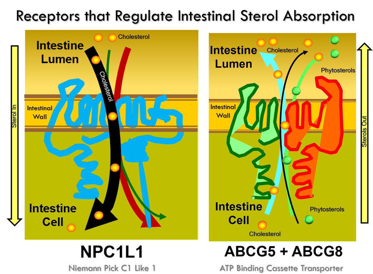 Understanding sterol lab reports - Unfortunately this is not often taught. The sterol profile shown below shows marked suppression of cholesterol synthesis (with below the limits of detection of lathosterol and desmosterol). First question to ask is patient on a statin? The