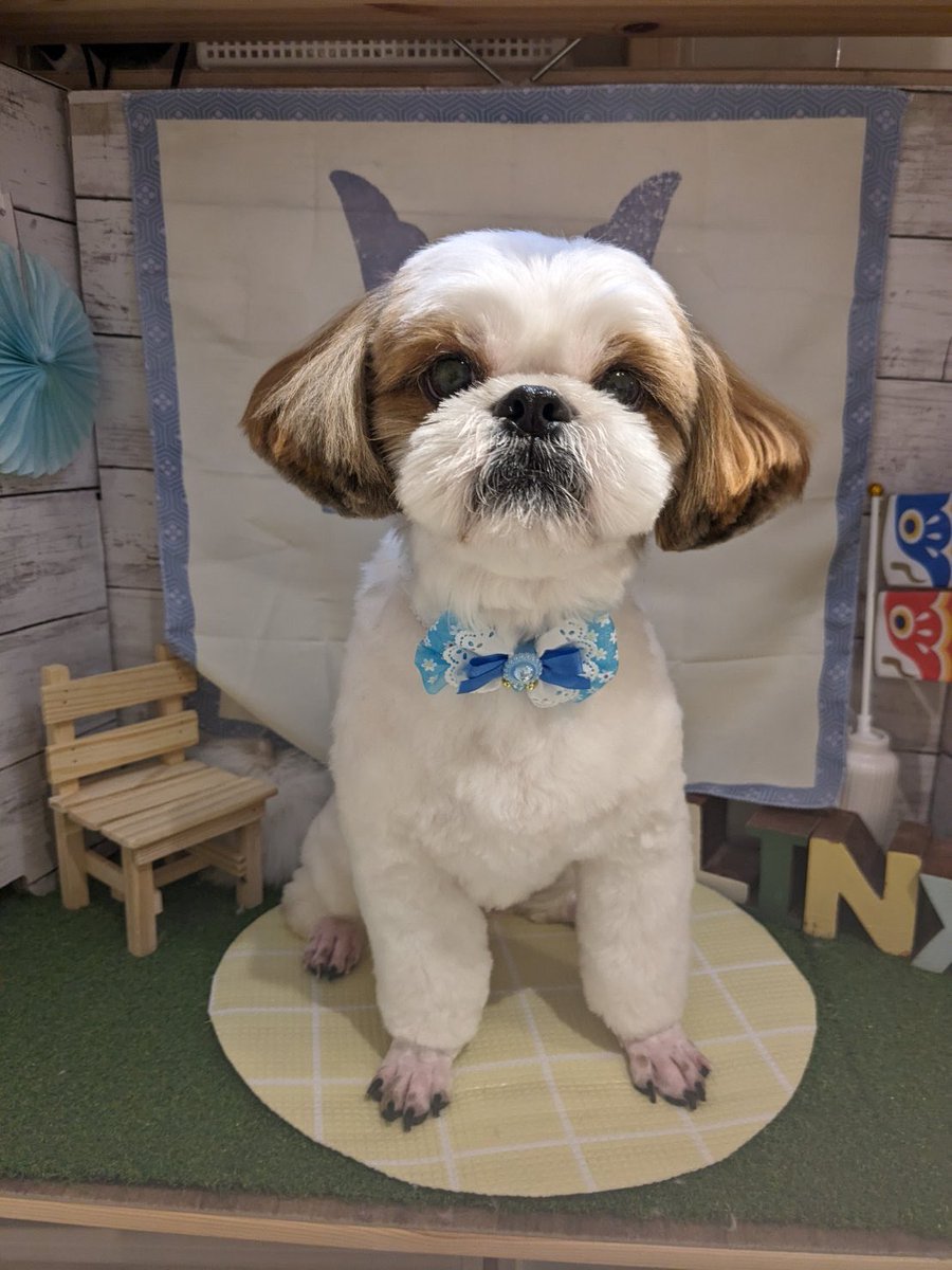 シーズーのおもち (@OMOCHI_shih_tzu) / Posts / X