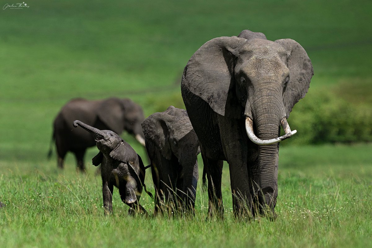 Elephants 
Masai Mara.
@NikonIndia #naturephotographyday #wildlife #natgeo