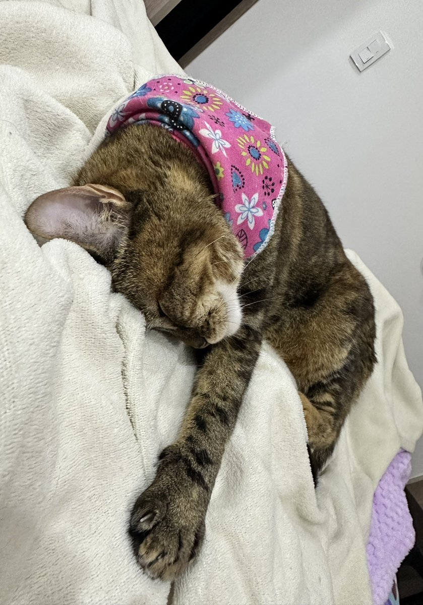 luisauseche's tweet image. Cómo no amarla 🥹🥹🥹