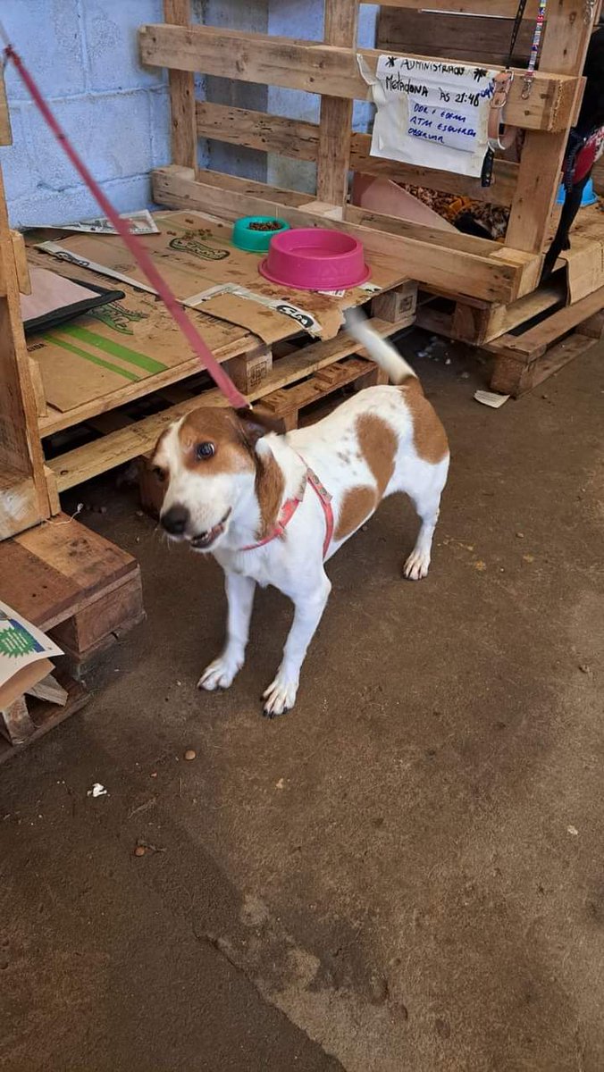 lauraboldrin1's tweet photo. Mais um pedido esse cão que foi resgatado na enchente tinha tutor. porém o mesmo não vai poder pegar ele de volta e liberou para adoção esse machinho é um amor .Fica pedindo carinho .Será entregue na casa do adotante .Contato 51999447456..@felipeneto .@JanjaLula . https://t.co/7GsTysARUF