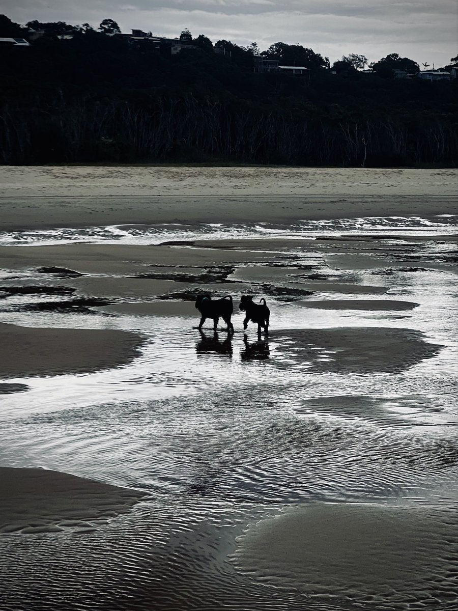 Baxter & Poppy - Cylinder Beach, Stradbroke Island