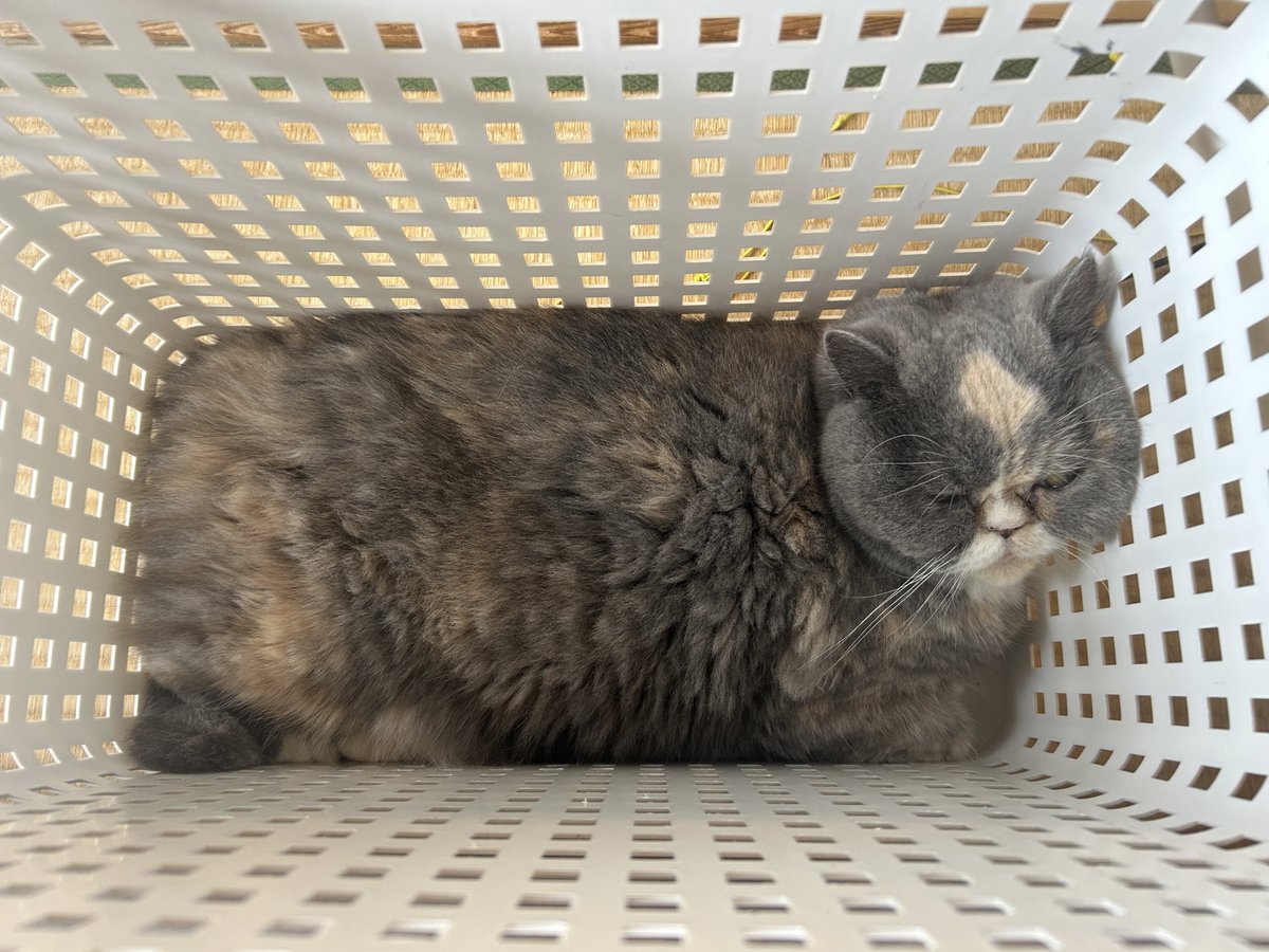 ta280526's tweet photo. 四角いチャン猫 https://t.co/fqh0dh2eLu